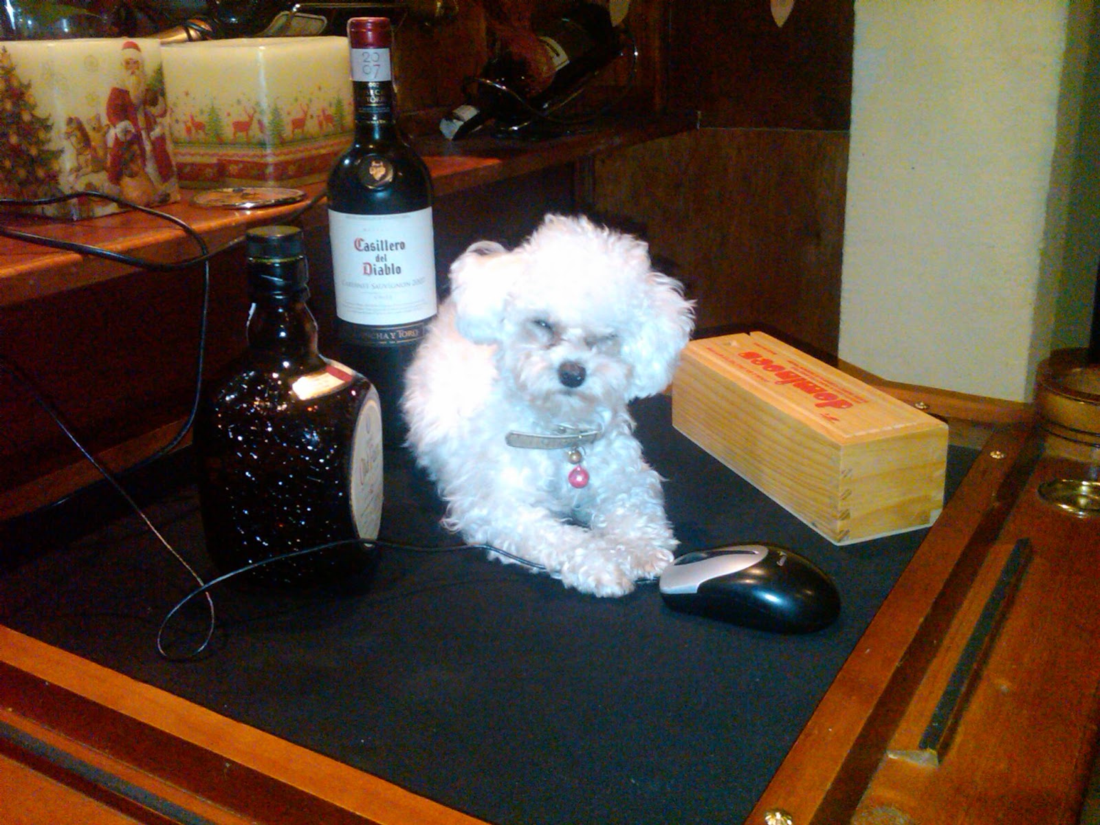 Mascota Poodle TOY MINI TACITA DE TE o CANICHE PEQUEÑO "PERLA" Poodle