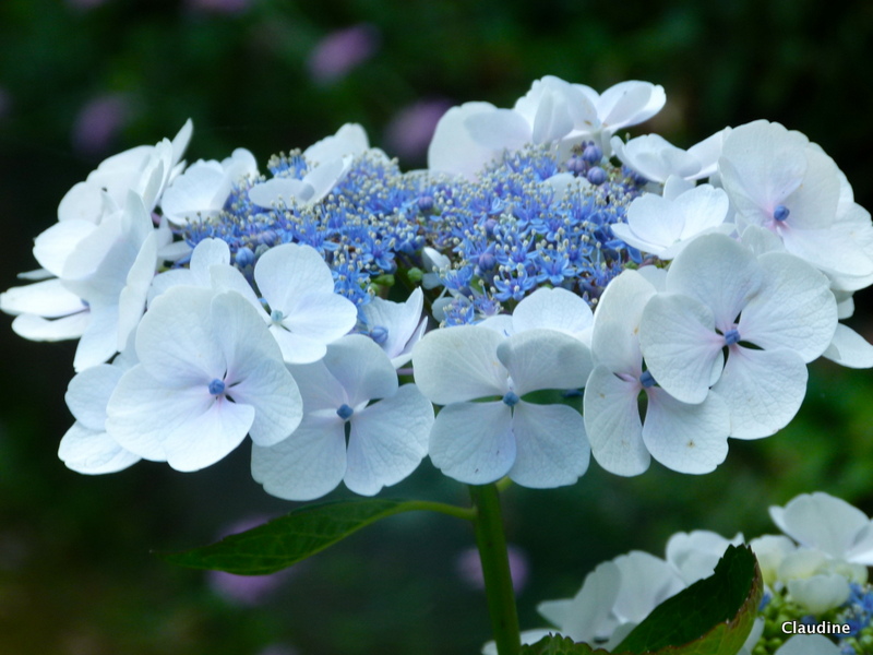 Bombpop St Louis Fashion And Lifestyle Blog Garden Inspiration