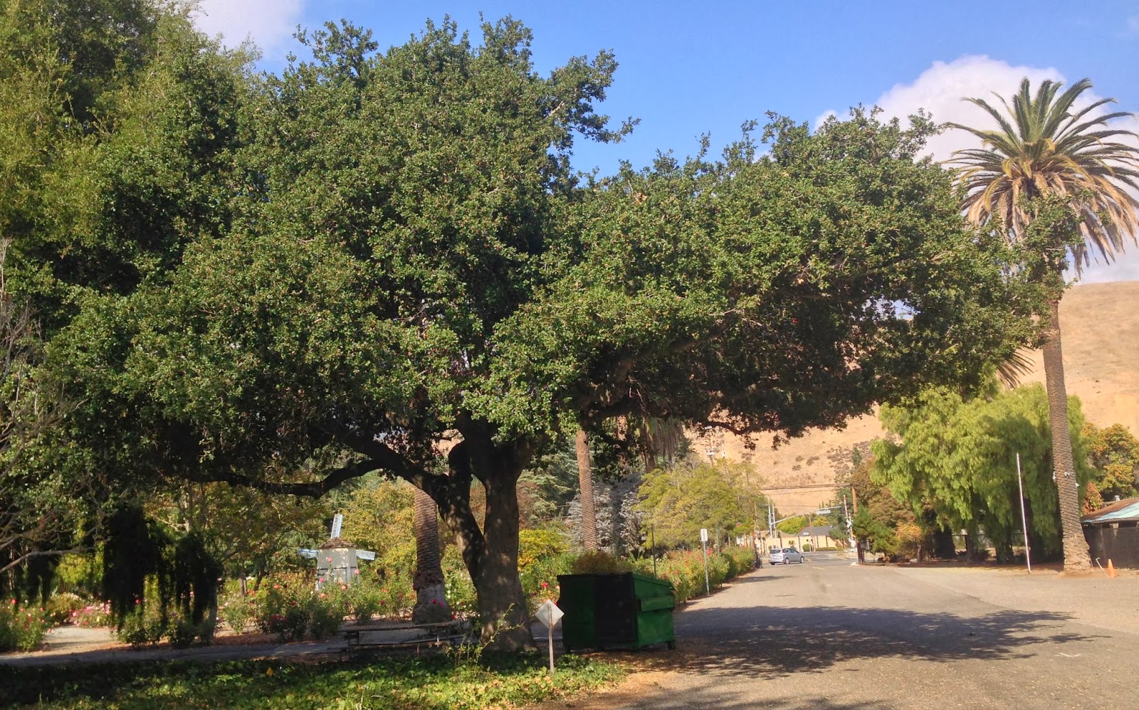 CalNurCo 5 Coast Live Oak