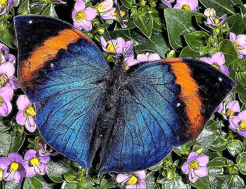 Picture Of Butterfly Free Wallpaper World Picture Of Butterfly Free Wallpaper World