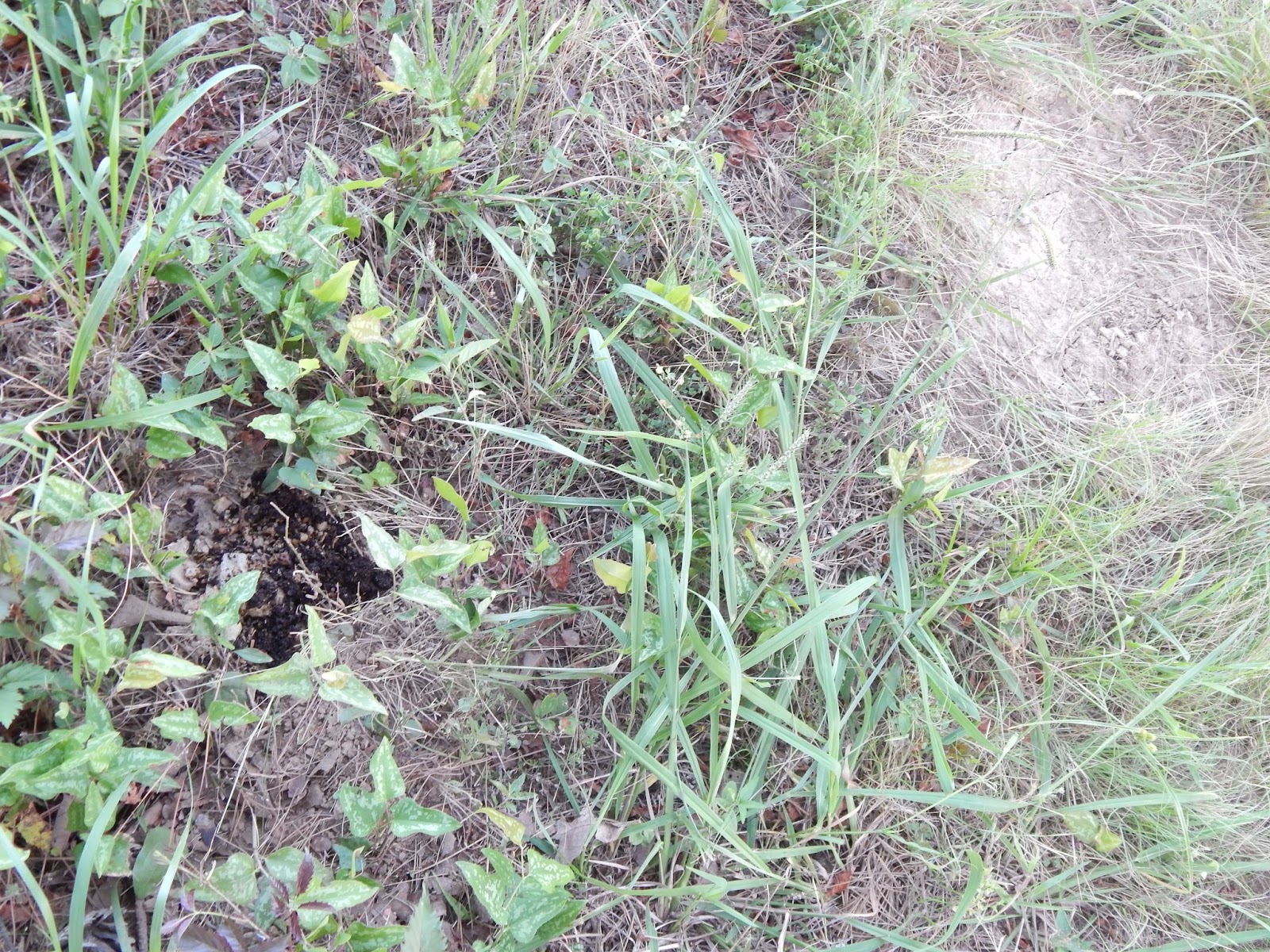 Thoughts from Frank and Fern Fire Ants & Coffee Grounds