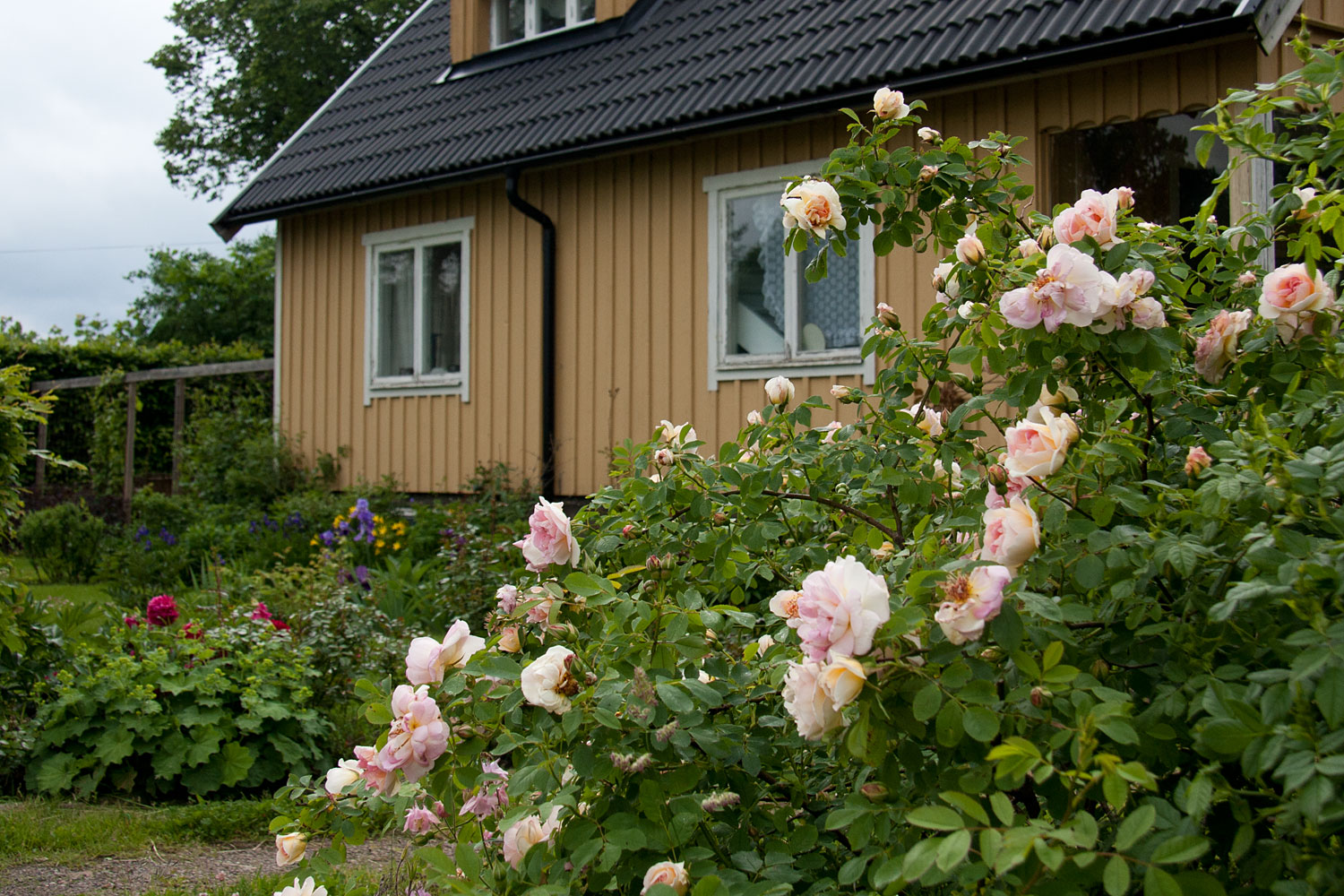 Med fingrarna i (j)orden: en doft av försommar