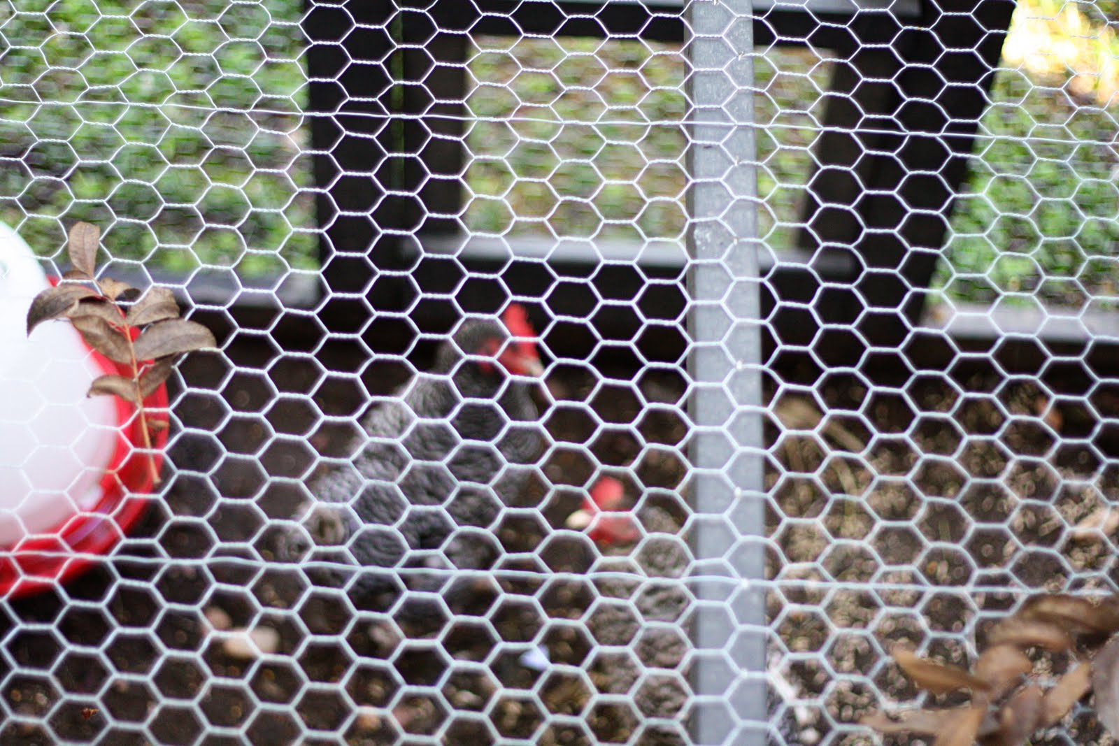 Hilaria H. How To Make Your Chicken Coop Not Smell