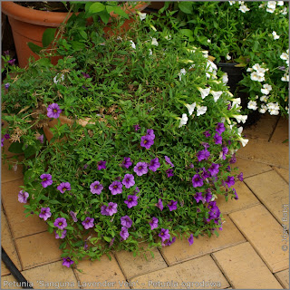 Petunia 'Sanguna Lavender Vein' - Petunia ogrodowa 'Sanguna Lavender Vein'