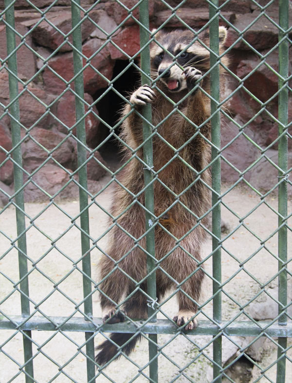 Kurdeleli Kedi Hayvanat Bahçesi Gezimiz
