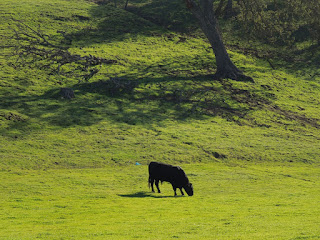 Cow in Paso Robles