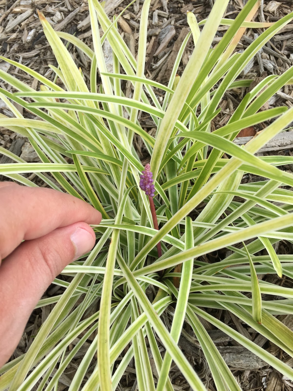 Variegated Liriope Blooming in August [Backyard Neophyte Landscaping Blog]