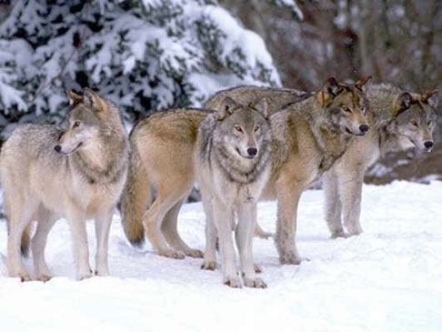 Wolf Pack Wolf Pack