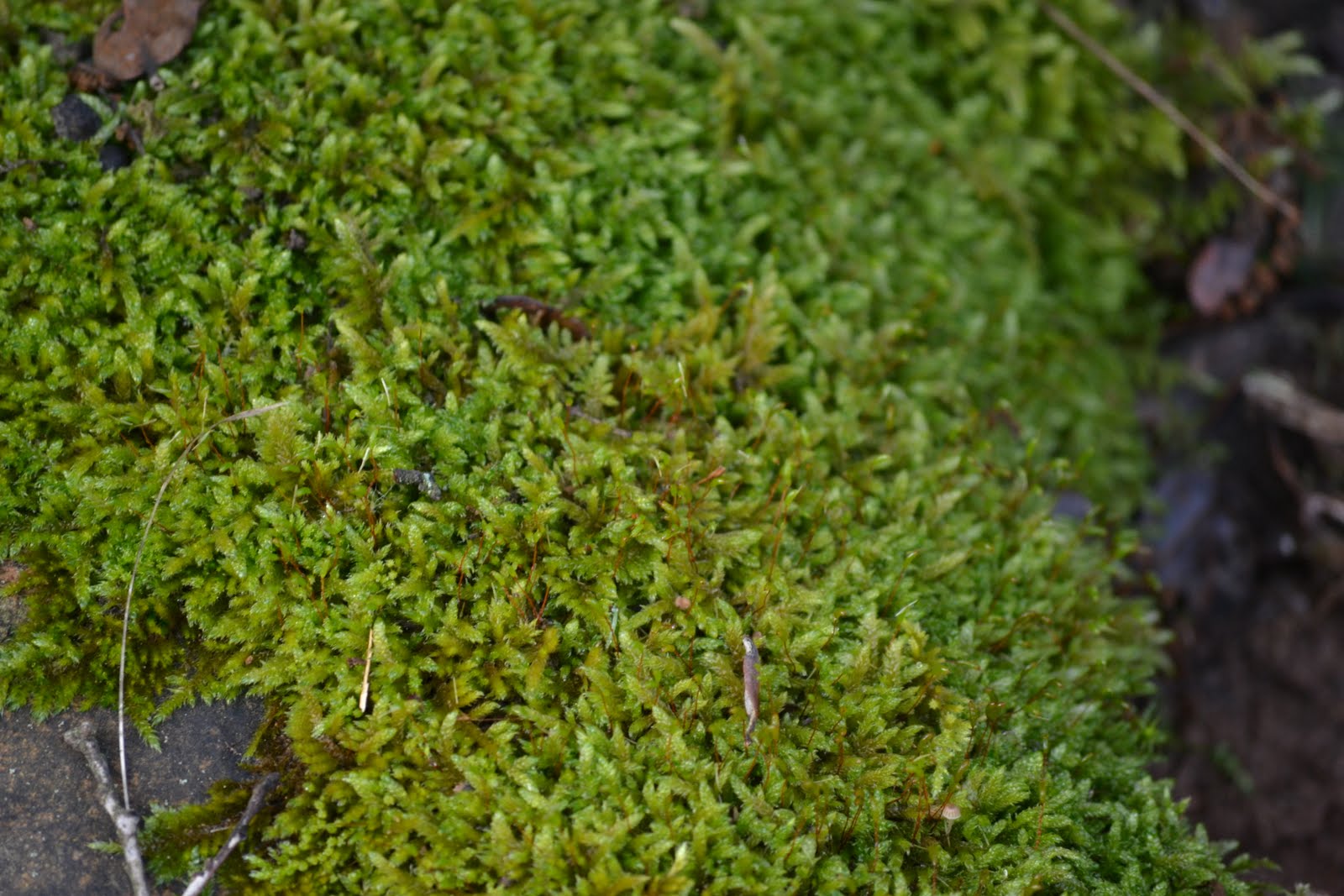 BIOMONCAYO Bryophyta sensu stricto (Musgos) BIOMONCAYO Bryophyta sensu stricto (Musgos)