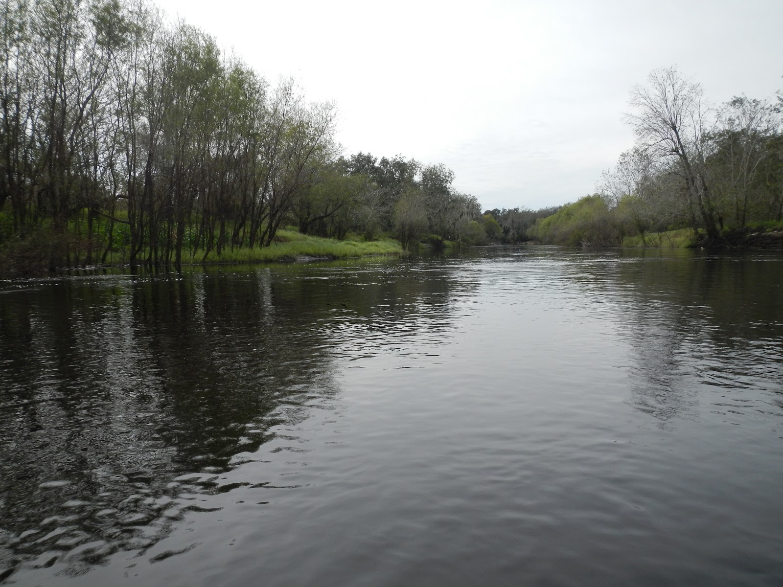 Kayaking the Peace River, Florida