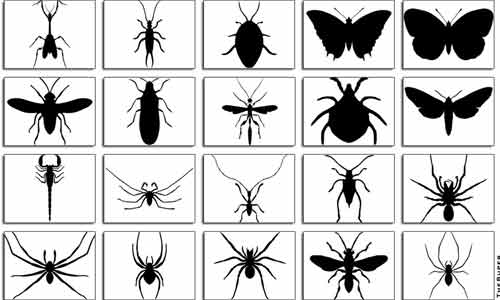 Bugs shapes