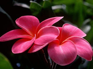 صور صور