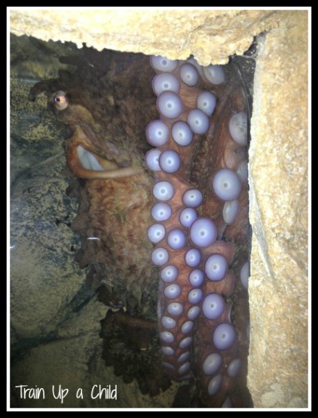 MFW Kindergarten – Oo is for Octopus ~ Learn Play Imagine