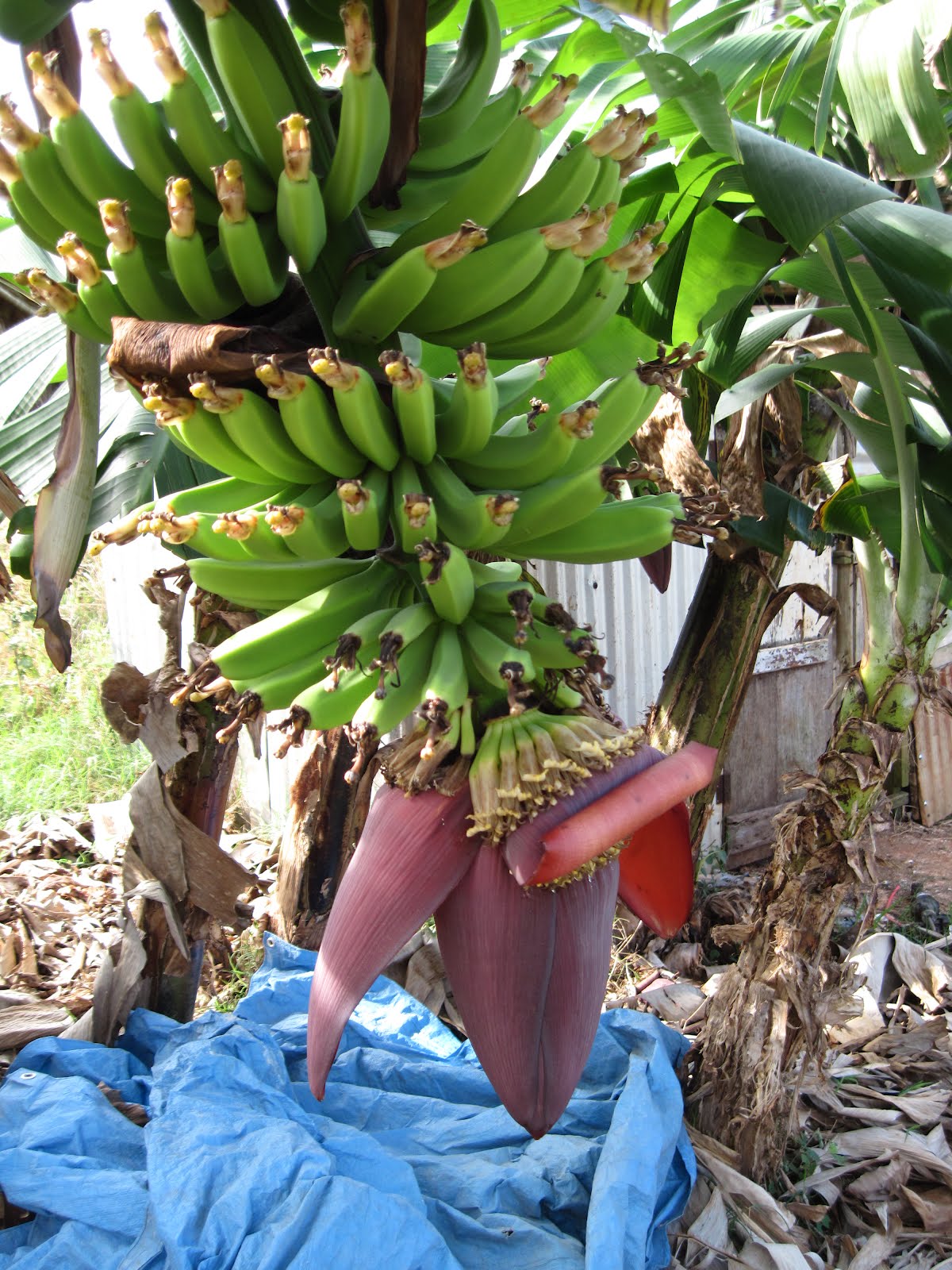 Smith's Jamaican Mission Bananas