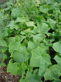 Looks whats growing in the Ladner community garden