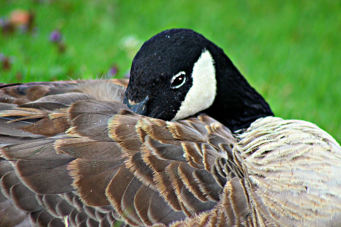 Christian Images In My Treasure Box: More Canadian Geese