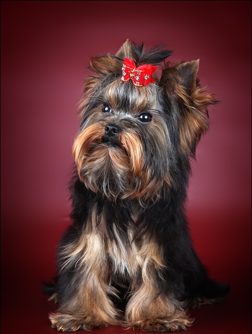yorkie history terrier history many yorkie history terrier history many