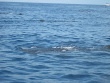 Whale shark encounter