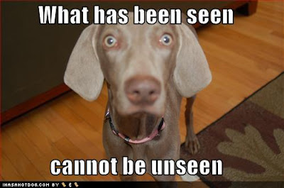 loldog.JPG