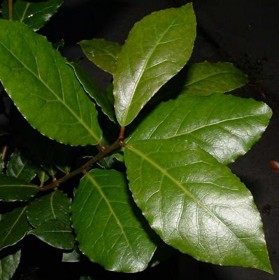 EL LAUREL, REMEDIO NATURAL