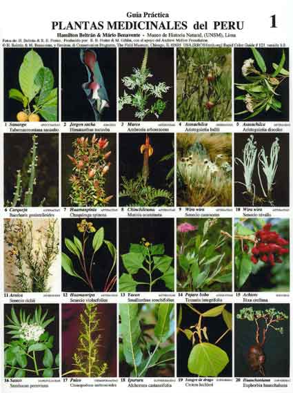 LISTADO DE PLANTAS EN PELIGRO DE EXTINCION listado de plantas en peligro de extincion: