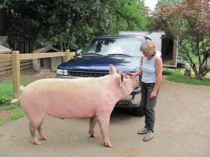 Hearts On Noses, A Mini Pig Sanctuary Tea Cup Pig