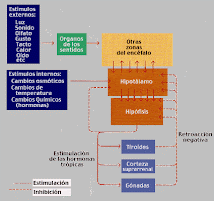 FUNCIÓN DE CONTROL Y REGULACIÓN