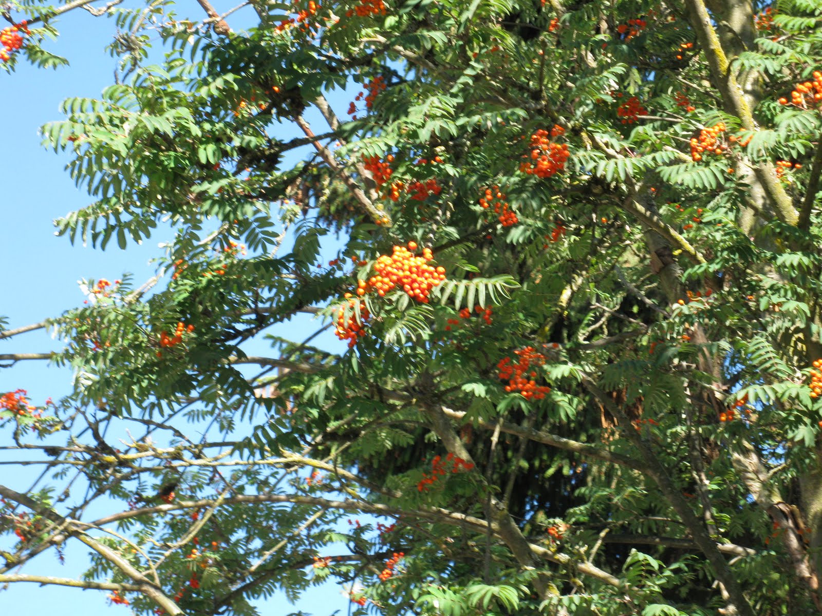 Made in Montreal The rowan tree tells us to embrace the future and our