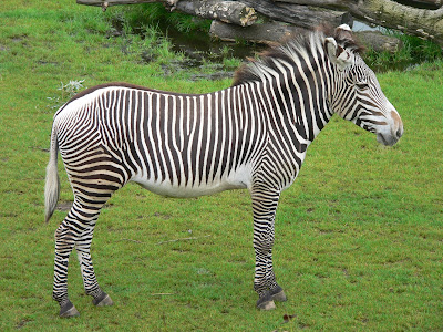 Rencontre zebre