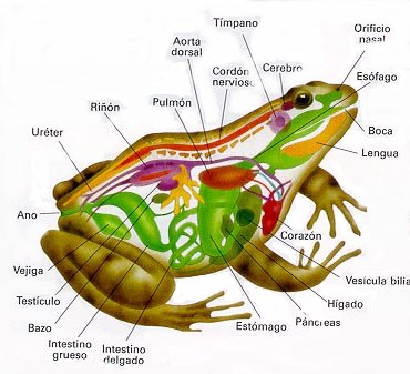 anfibios_anatomia.jpg