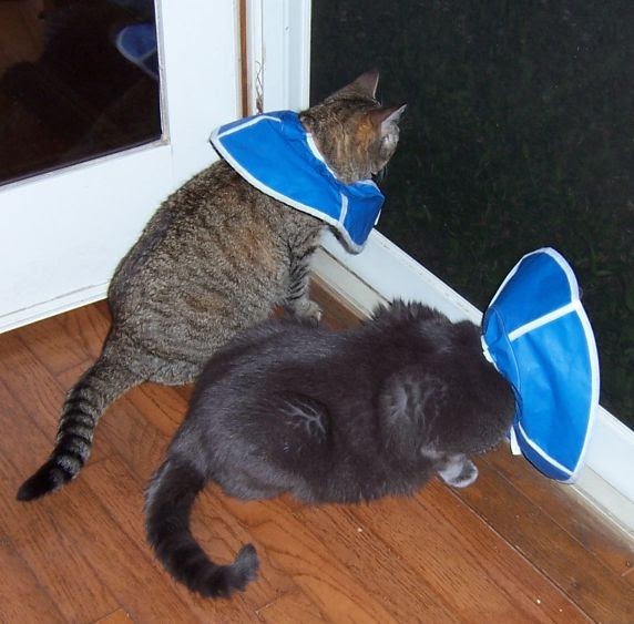 wildrun TWO cats in cones