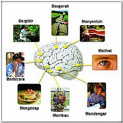 Fungsi Otak Manusia