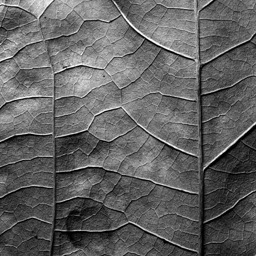 [_MG_0274.JPG]