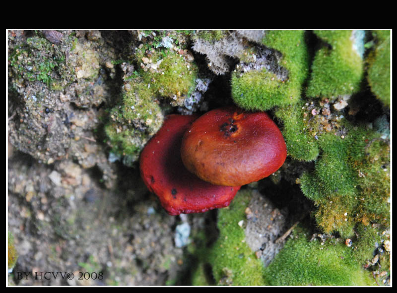 [red+mushroom.jpg]