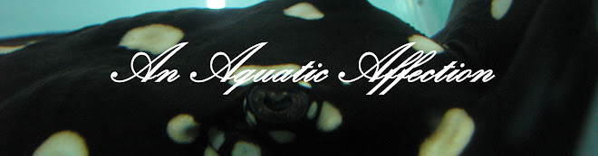 Diablo Red Arowana