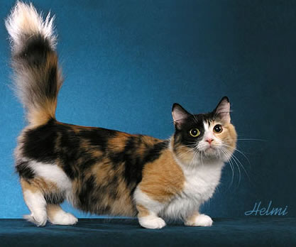 Dwarf Kitty
