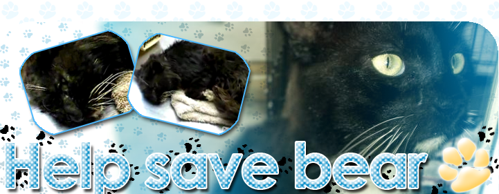 Help Save Bear