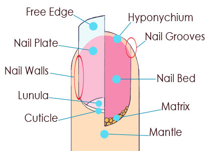 Craft Nail Fingernail Anatomy Saving Tips Your Nails Are Made Up Of Layers Keratin A Protein That S Also Found In Hair And Skin Each Nail Is Comprised Several Parts