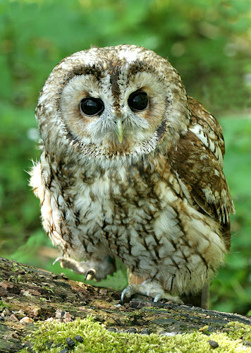 Owl Displays