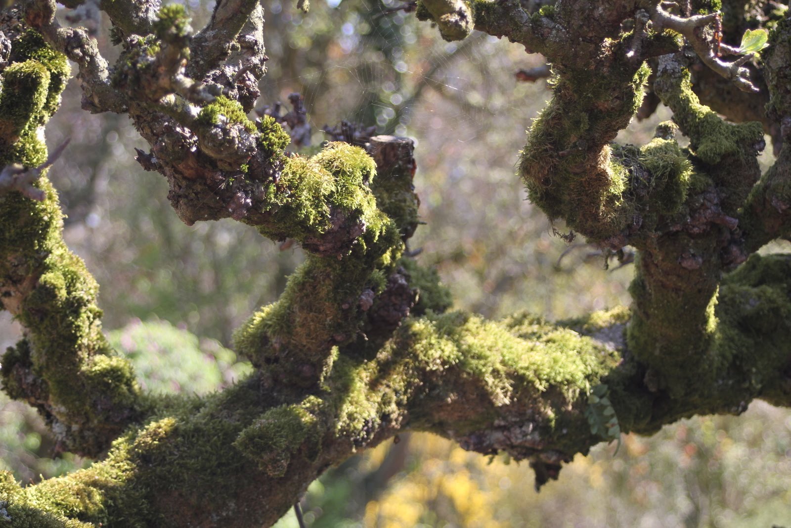 The Inelegant Gardener Wordless Wednesday moss on old apple tree
