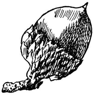 black oak acorn black oak acorn