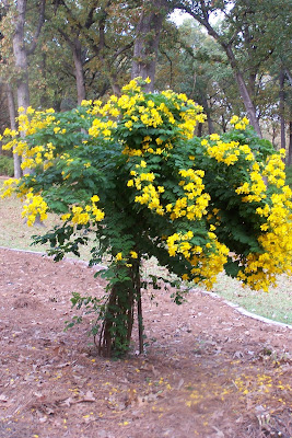 And So it Goes in Shreveport: Take a Trip to The Ansel Adams Exhibit