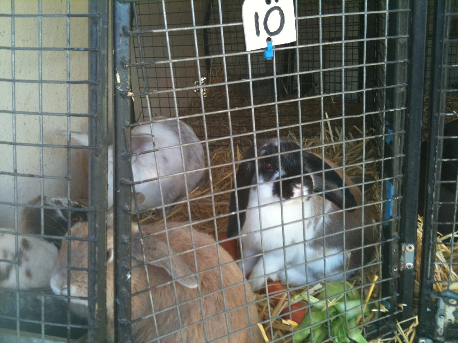 4 Sydney homeless rabbits made it to the Rabbit Sanctuary in northern