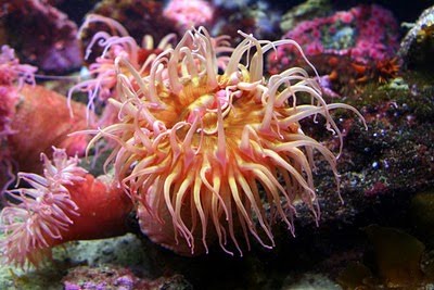 [Coral-Photography+(11).jpg]
