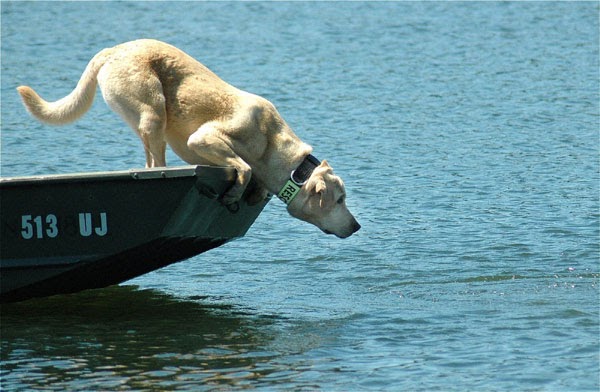 salty dog boat name nautical pet the salty pet picture contest salty dog boat name nautical pet the salty pet picture contest