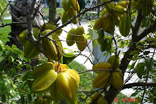 Carambola "Starfruit" 249