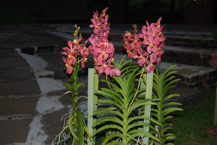 Orchids of Singapore