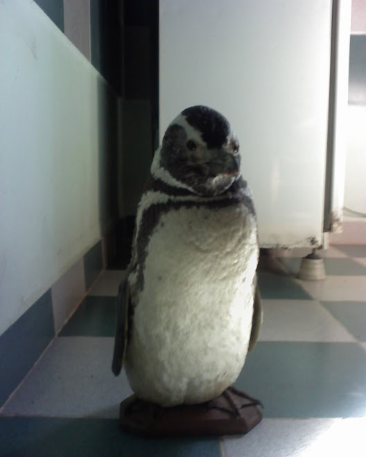 pinguino artartico