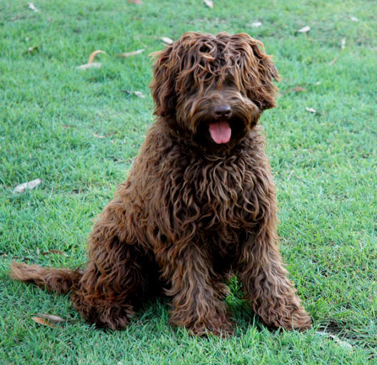 'Labradoodle for sale ocala. labradoodle black and white oregon, mini