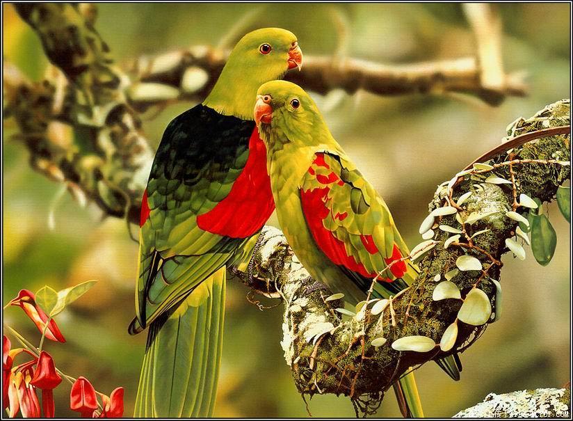 Wonderful Birds